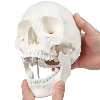 Модель человеческого черепа в натуральную величину, анатомическая модель из 3 частей со съемной черепной крышкой и шарнирной челюстью, инструмент для изучения студентов-медиков