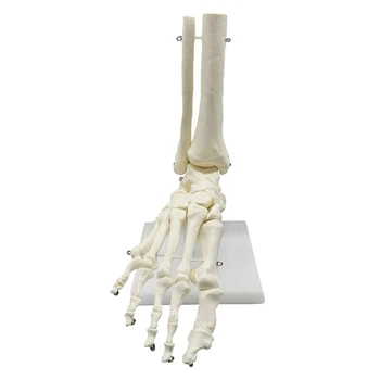 Анатомическая модель стопы человеческого скелета 1:1 Стопа и лодыжка с Голеностопным суставом Анатомическая модель Учебные материалы по анатомии