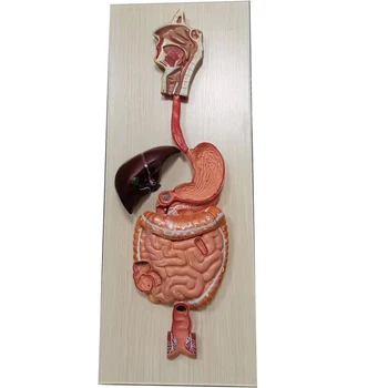 Модель пищеварительной системы человека 1: 1, секция желудочно-кишечного тракта, глотка, гортань, тонкий кишечник, анатомия желудка, медицинское обучение