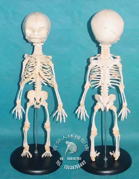 ПВХ детский скелет манекен модель человеческого скелета эскиз модели образцов костей плода человека модель